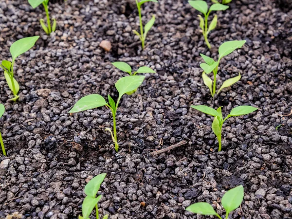 A paprika palánta. Bors mezôgazdasági. (Őszibarack) csemeték — Stock Fotó