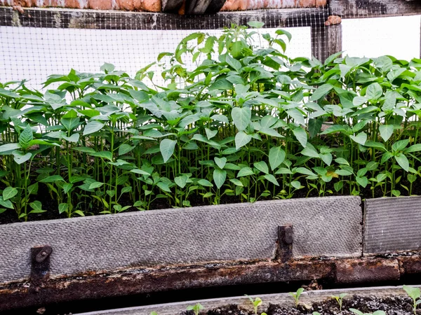 A paprika palánta. Bors mezôgazdasági. (Őszibarack) csemeték — Stock Fotó