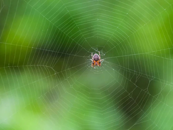 Kleine spin in zijn web van Araneus. Lovcen spin netwerk — Stockfoto