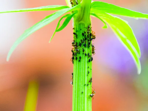 As formigas rebanho pulgões em um caule de planta — Fotografia de Stock