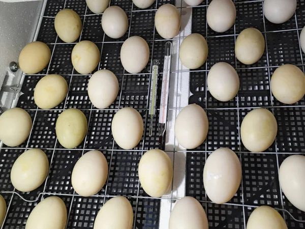 Τα αυγά πάπιας μοσχοβολιστή που βρίσκεται σε ένα εκκολαπτήριο. — Φωτογραφία Αρχείου
