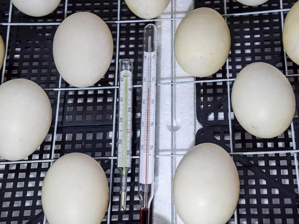 Яйца мускусной утки лежат в инкубаторе . — стоковое фото