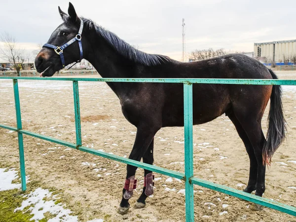 The horse walked around the stadium