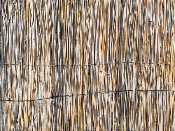 The wall of the reed stalks — Stock Photo, Image