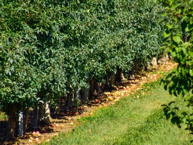 Elma bahçesi. Satır, ağaç ve toprak altında t meyvesi