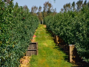 Elma bahçesi. Satır, ağaç ve toprak altında t meyvesi
