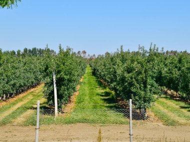 Elma bahçesi. Satır, ağaç ve toprak altında t meyvesi