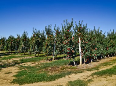 Elma bahçesi. Satır, ağaç ve toprak altında t meyvesi