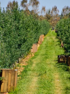 Elma bahçesi. Satır, ağaç ve toprak altında t meyvesi