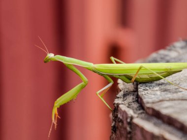 dişi peygamberdevesi bir ağaç kütüğü oturur. Böcek predator mantis.