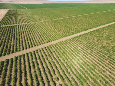 Üzüm meyve bahçeleri kuşbakışı. Asma satırları. Garde üstten görünüm