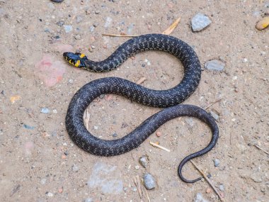 Grass snake, crawling along the ground. Non-poisonous snake. Fri clipart