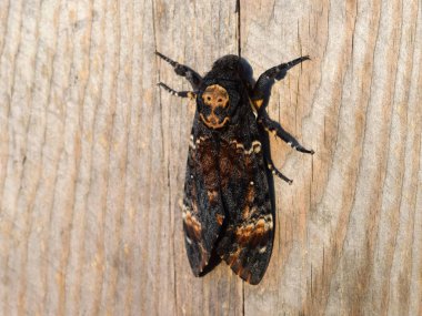 Ölü kafa. Brazhnik ailesine ait büyük kelebek.