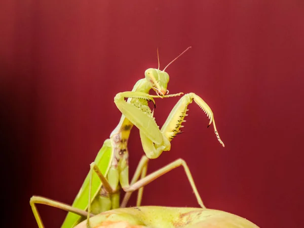 Mantis på en röd bakgrund. Parning mantises. Mantis insekt preda — Stockfoto