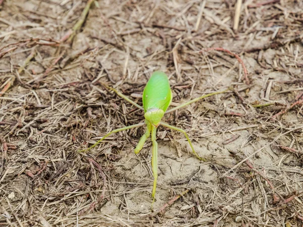 Mantis en el suelo. Mantis mirando a la cámara. Insec Mantis — Foto de Stock
