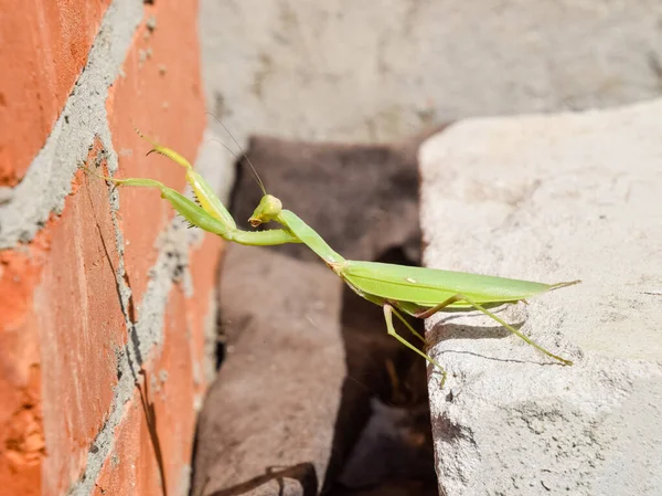 Mantis, mászni egy téglafal. — Stock Fotó