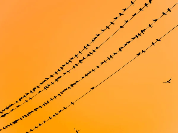 Siluetas de golondrinas en cables. al atardecer y las golondrinas —  Fotos de Stock