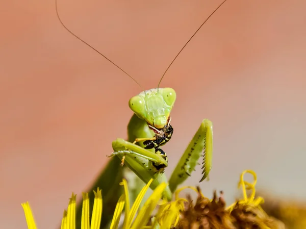 La mantis religiosa hembra devorando avispa —  Fotos de Stock