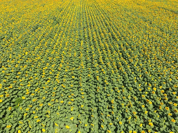 Field of sunflowers. Top view.