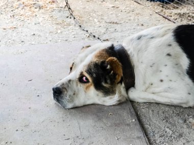 Büyük bir eski köpek yere yatıyor.
