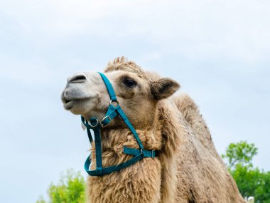 Şehir parkında iki hörgüçlü deve. Parkta yürüyen deve.