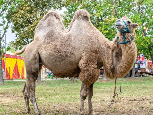 Een kameel met twee bulten in het stadspark. Kameel wandelen in het park — Stockfoto