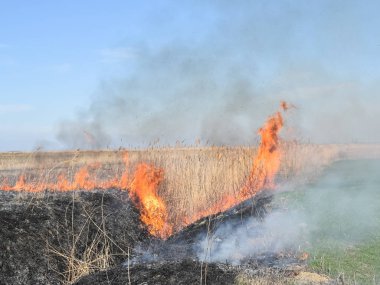 Kuru ot ve sazlık yazma