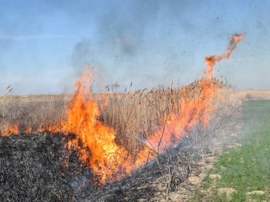 Kuru ot ve sazlık yazma