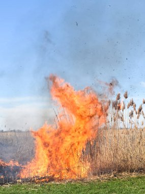 Kuru ot ve sazlık yazma