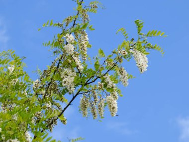 Çiçekli akasya beyaz üzüm