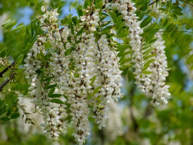 Çiçekli akasya beyaz üzüm