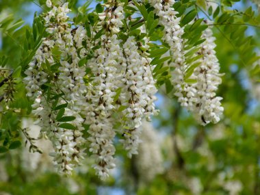 Çiçekli akasya beyaz üzüm