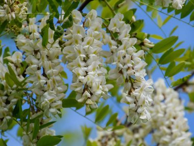 Çiçekli akasya beyaz üzüm