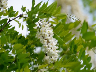 Çiçekli akasya beyaz üzüm