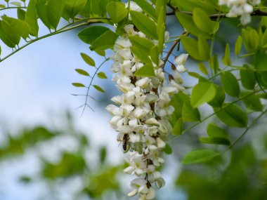 Çiçekli akasya beyaz üzüm