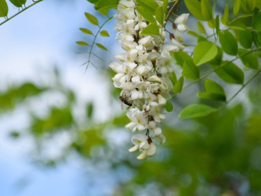 Çiçekli akasya beyaz üzüm