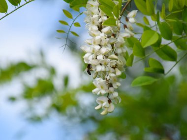 Çiçekli akasya beyaz üzüm