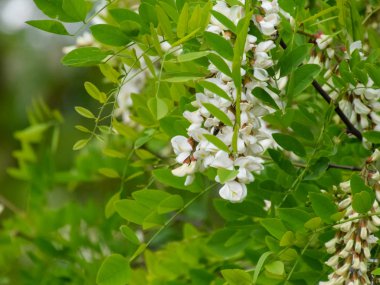 Çiçekli akasya beyaz üzüm