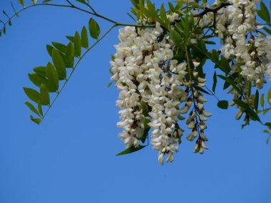 Çiçekli akasya beyaz üzüm