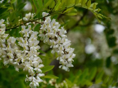 Çiçekli akasya beyaz üzüm
