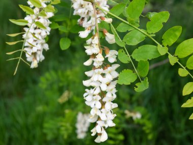 Çiçekli akasya beyaz üzüm