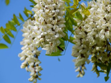 Çiçekli akasya beyaz üzüm