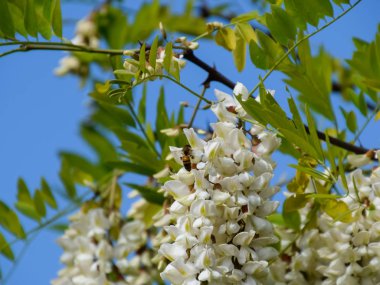 Çiçekli akasya beyaz üzüm