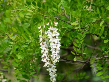 Çiçekli akasya beyaz üzüm