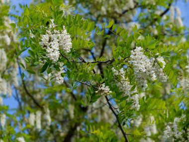Çiçekli akasya beyaz üzüm