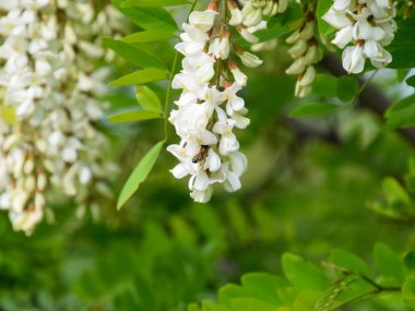 Çiçekli akasya beyaz üzüm