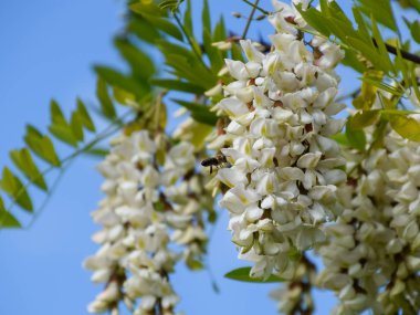 Çiçekli akasya beyaz üzüm