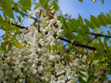 Çiçekli akasya beyaz üzüm