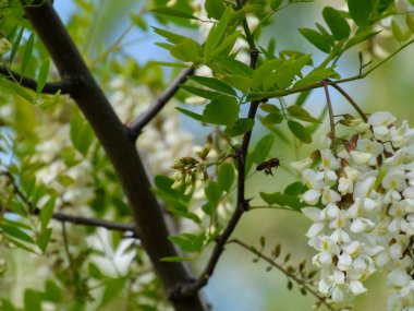 Çiçekli akasya beyaz üzüm