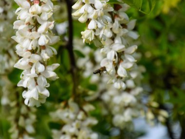 Çiçekli akasya beyaz üzüm